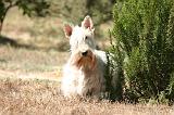 SCOTTISH TERRIER 263